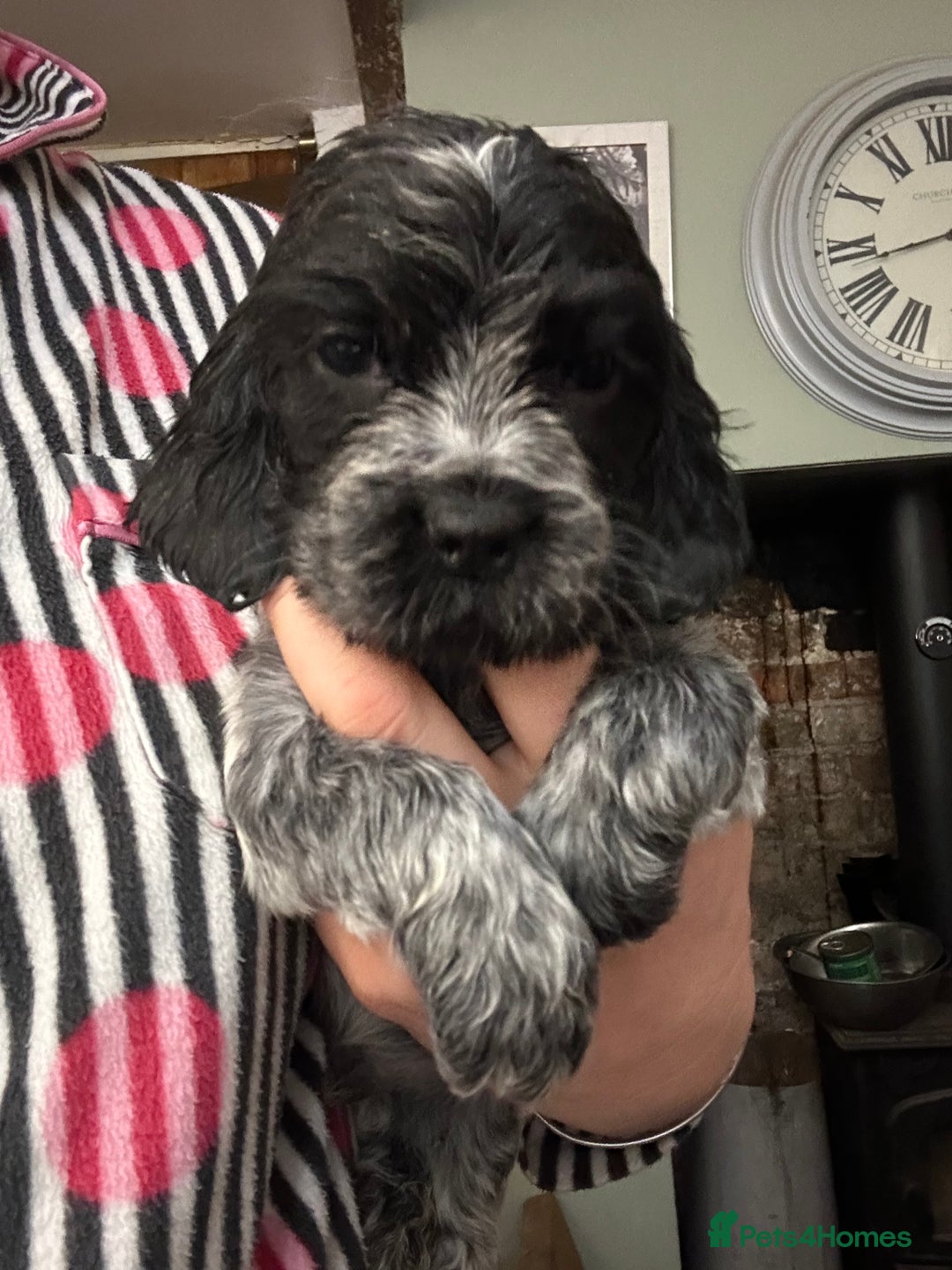 Cocker Spaniel dogs for sale: Cocker spaniel puppies  - Image 13