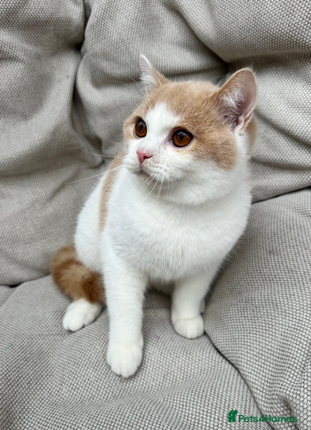 British Shorthair cats for sale: British Shorthair Chunky kittens - Image 34