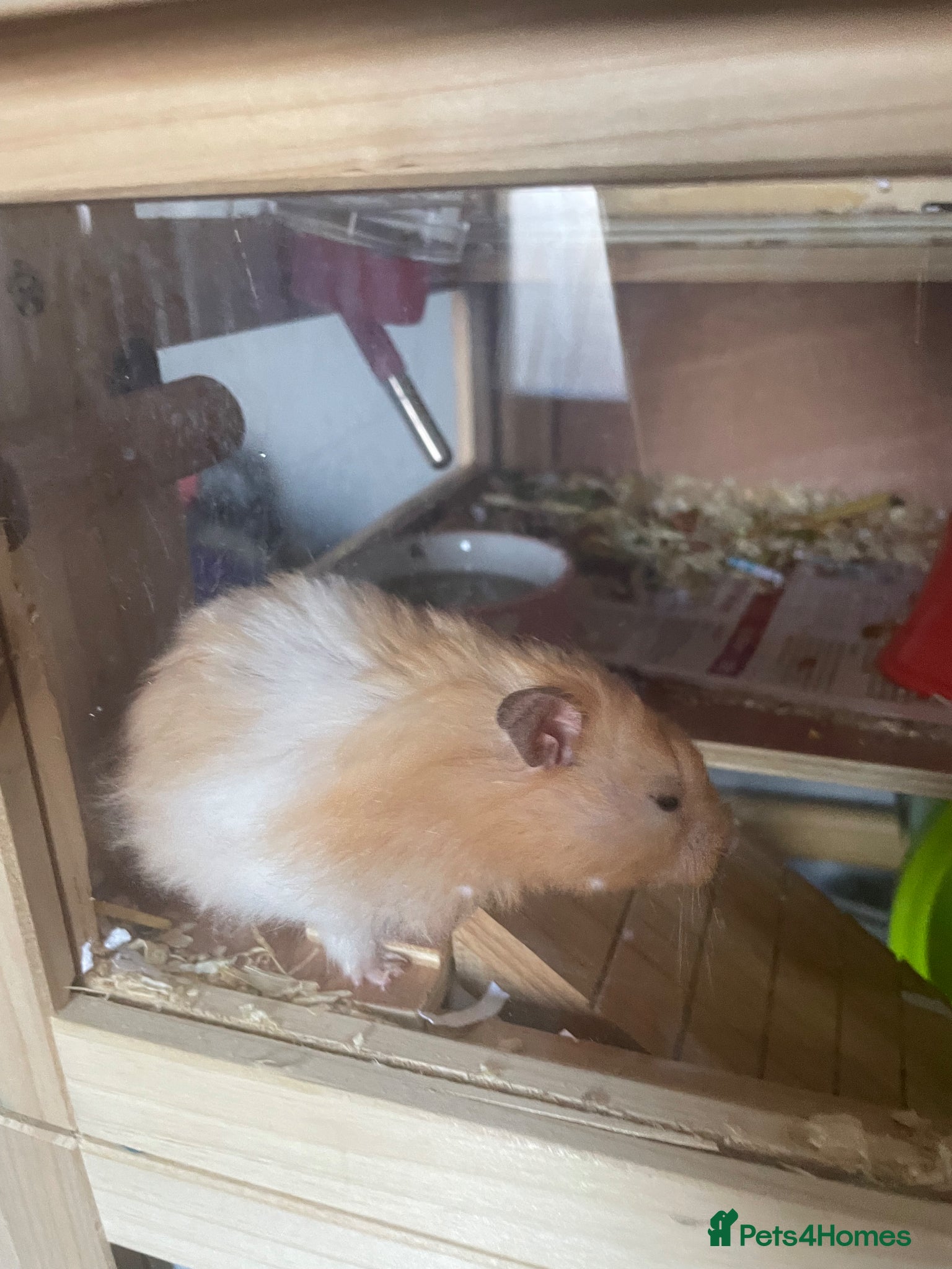 Hamster rodents Free Hamster and 2 guinea pigs for rehoming free  - Advert 1