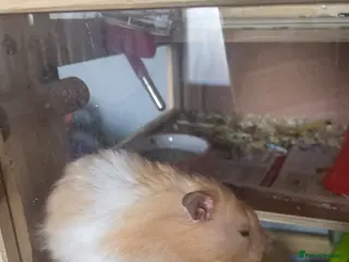 Hamster rodents Free Hamster and 2 guinea pigs for rehoming free - Advert 1