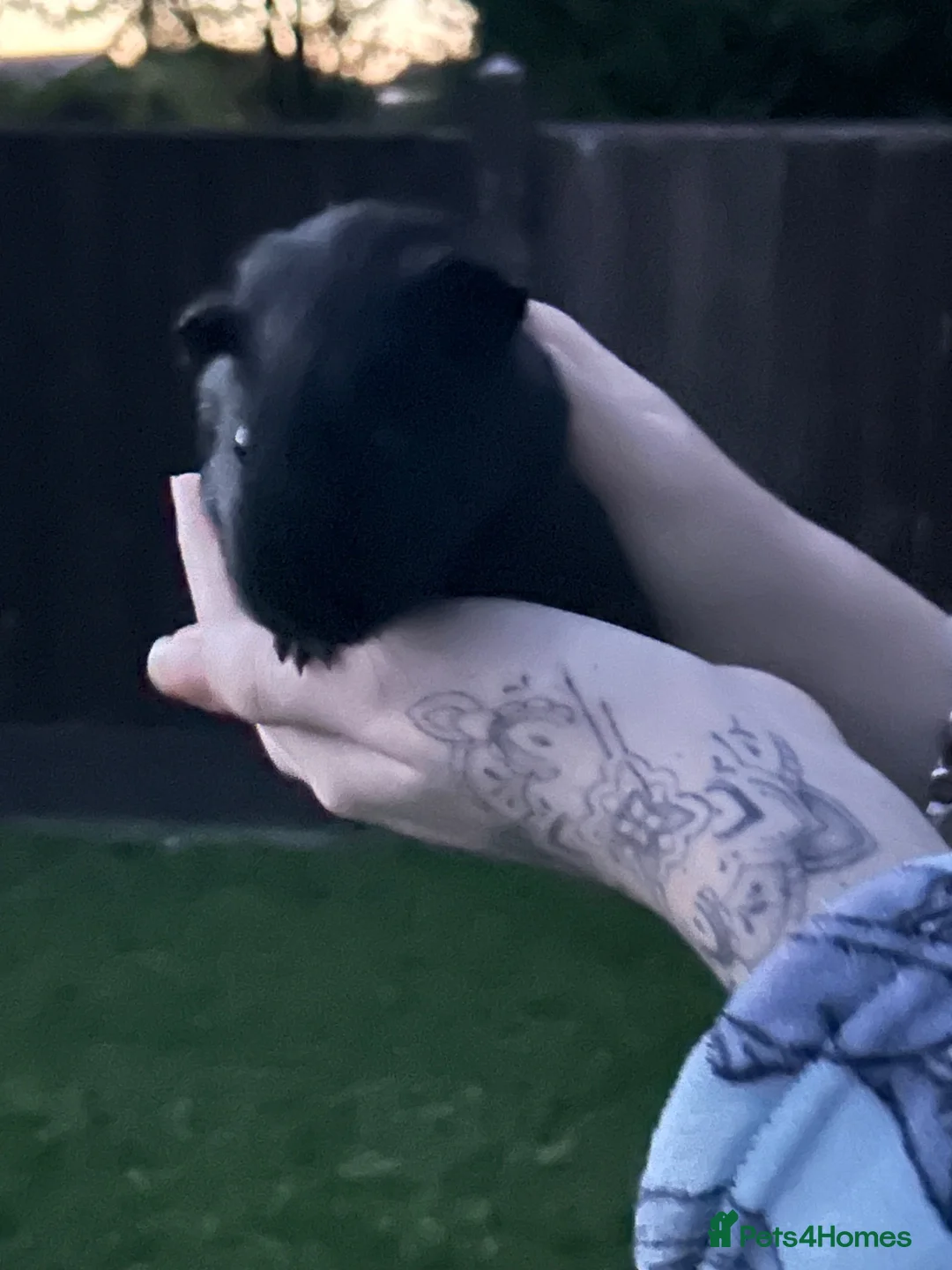 Guinea Pig rodents for sale: Guinea pigs 8 weeks old - Advert 11
