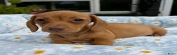 Miniature Dachshund dogs for sale: Miniature dachshund puppies 🐶 READY NOW - Advert 15