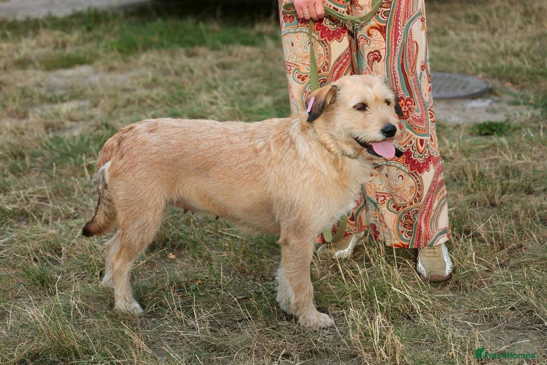 Mixed Breed dogs for adoption: 💖🐶 DUNA 🐶💖 - Advert 6