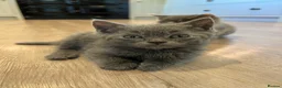 British Shorthair cats for sale: Five adorable British shorthair kittens in Skipton - Advert 3