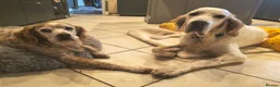 English Setter dogs for adoption: Cholo - Advert 3