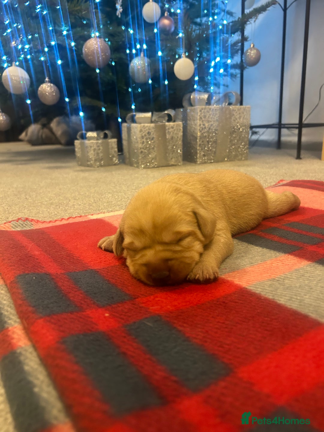 Labrador Retriever dogs for sale: Labrador puppies for sale  - Advert 16