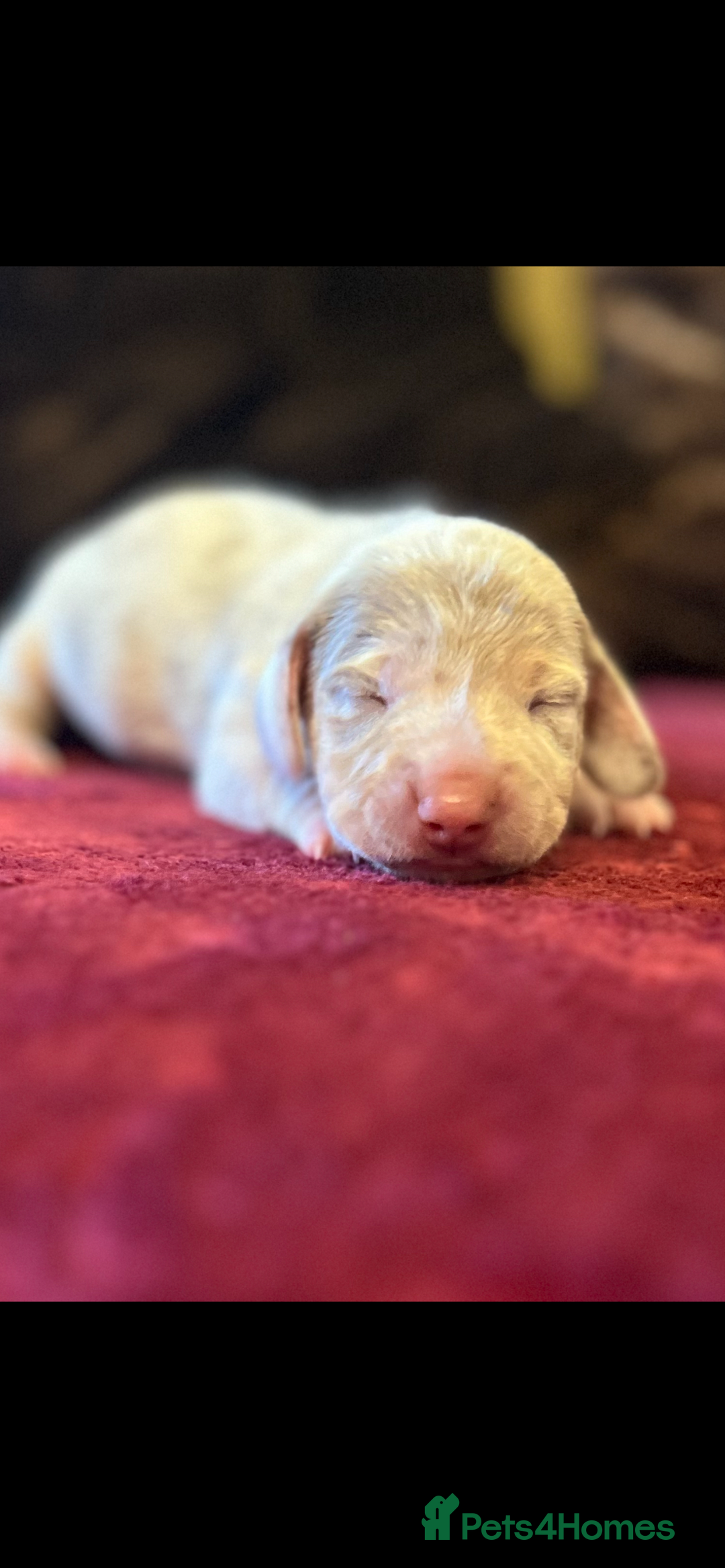 Miniature Dachshund dogs for sale: 1 Beautiful Kc reg Girl 💗 needs rehoming  - Advert 5