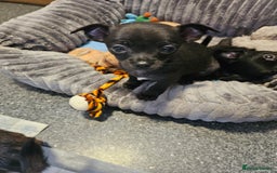 Chihuahua dogs for sale: Chihuahua puppies  - Image 1
