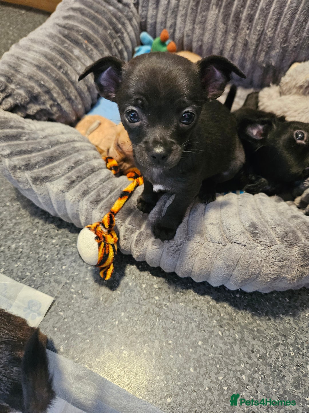 Chihuahua dogs for sale: Chihuahua puppies  - Image 1