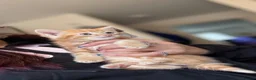 Mixed Breed cats for sale: Ginger kittens  in Bude - Advert 4
