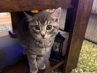 British Shorthair cats Beautiful British short hair cross kittens - Advert 14