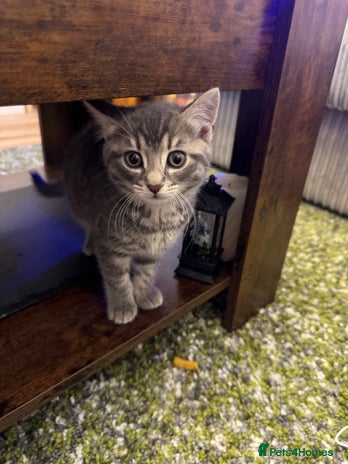 British Shorthair cats Beautiful British short hair cross kittens - Advert 9