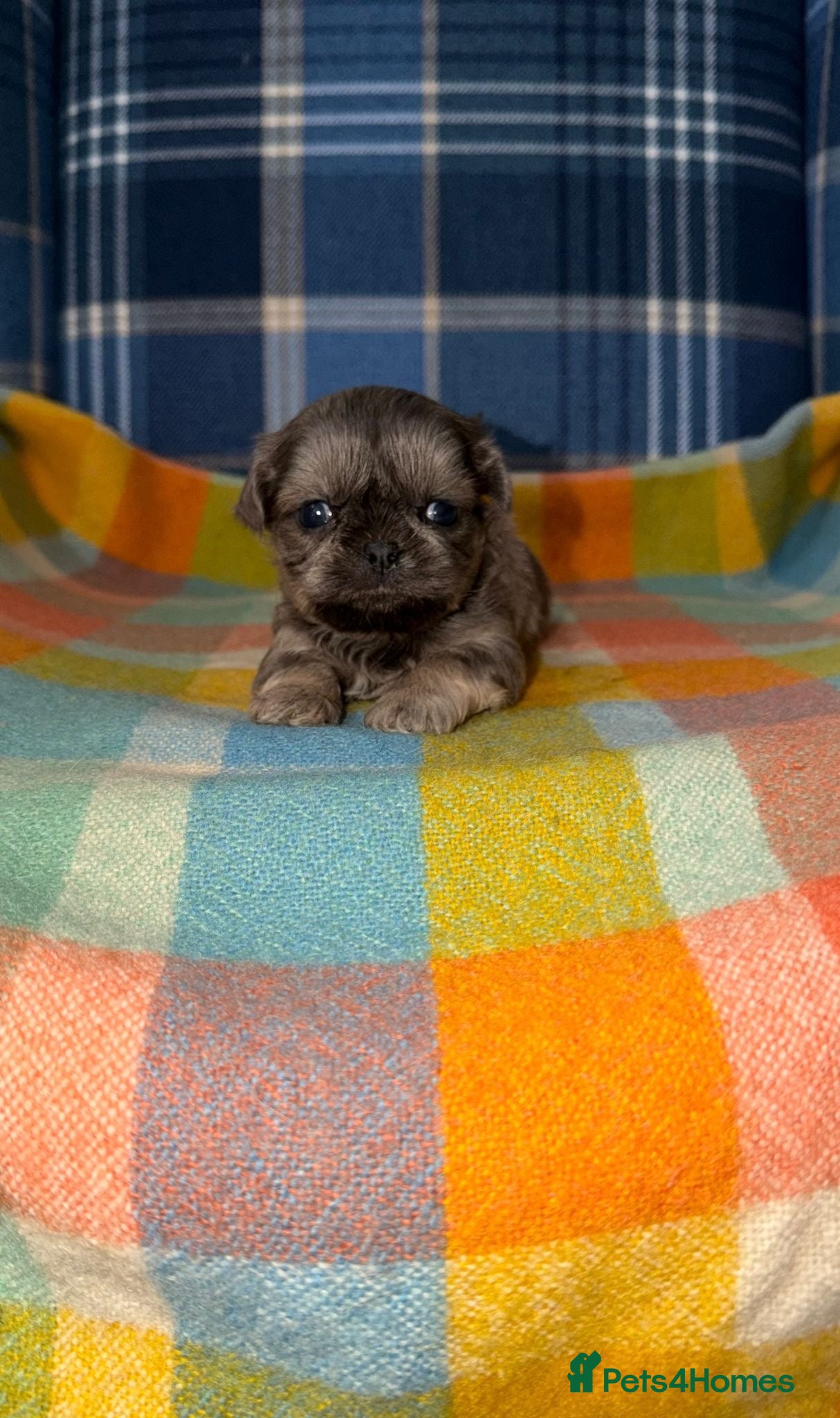 Shih Tzu dogs 💜🩷💙Stunning KC Shih Tzu Puppies💜🩵🩷 - Advert 1