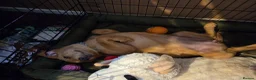 Labrador Retriever dogs for sale: Red fox labrador puppy  in Cramlington - Advert 3