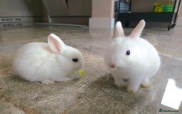 Netherland Dwarf rabbits for sale: Three White Netherland Dwarf Baby Rabbits - Image 4