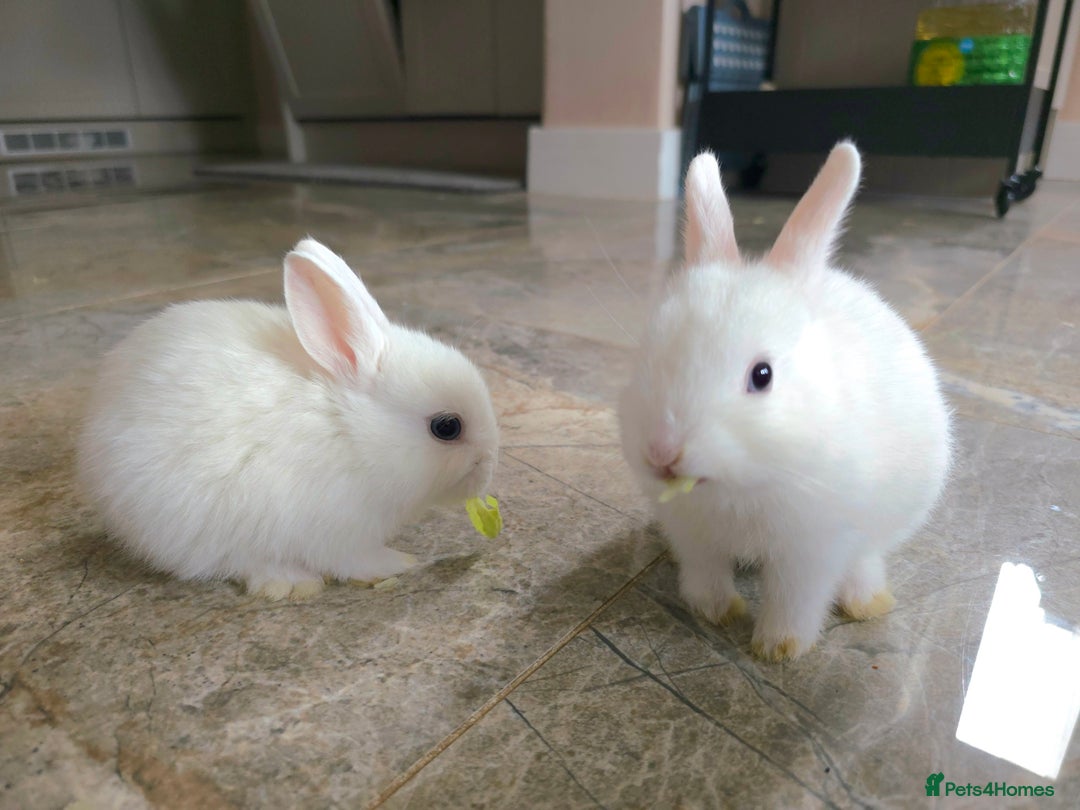 Netherland Dwarf rabbits for sale: Three White Netherland Dwarf Baby Rabbits - Image 4