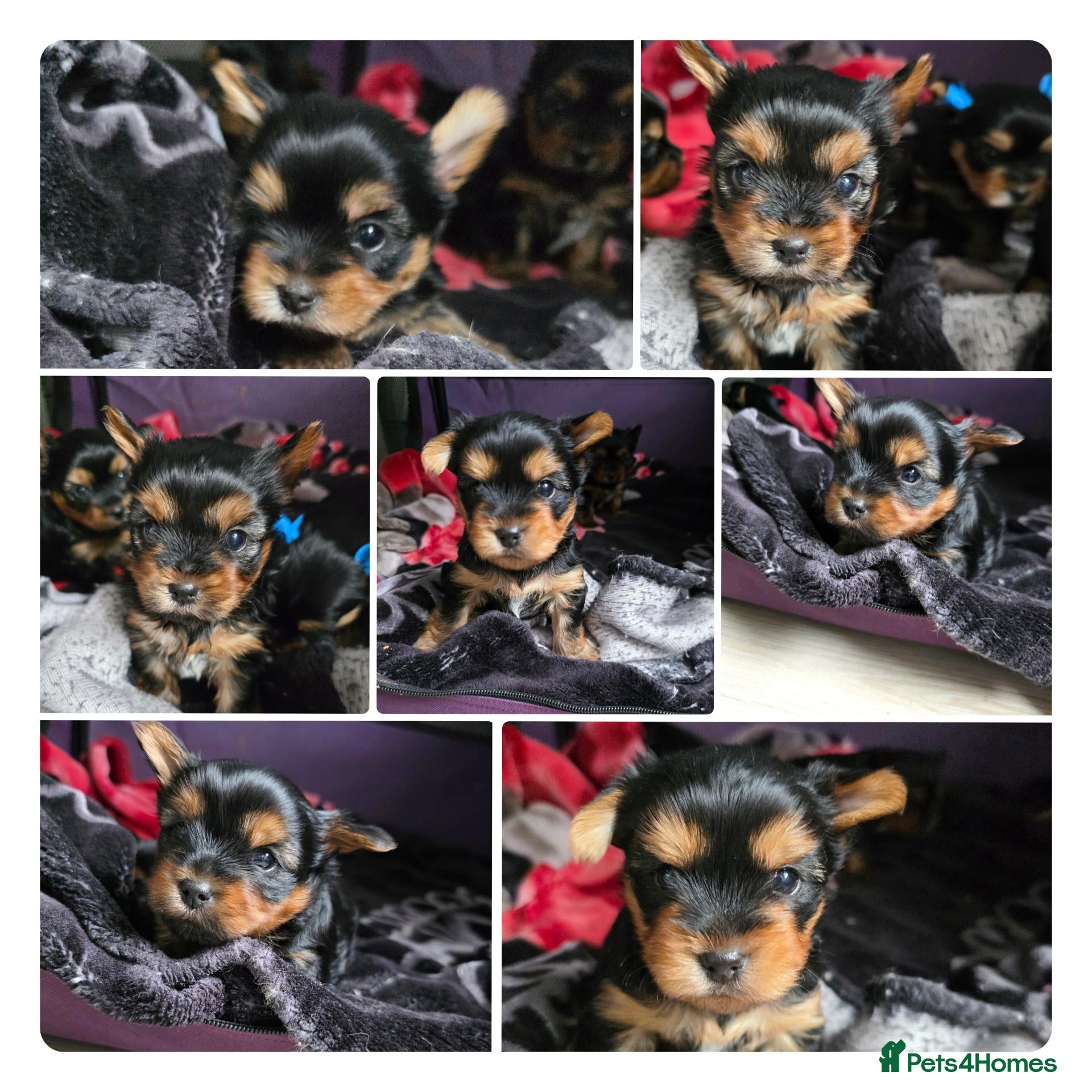 Yorkshire Terrier dogs 💕Yorkshire Terrier puppies.💕 - Advert 4