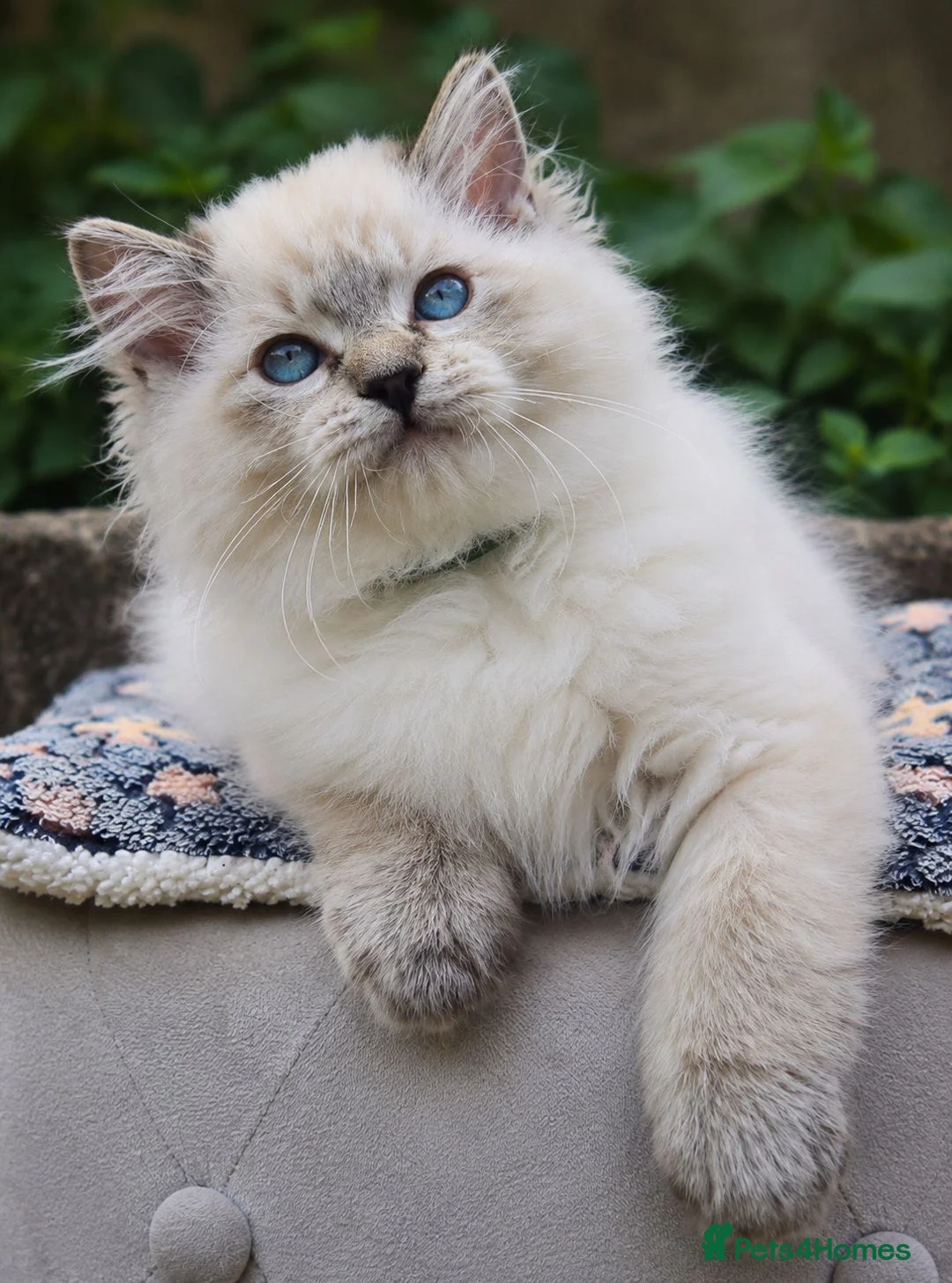 Ragdoll cats for sale: Stunning TICA-Registered Ragdoll Boys Ready Now  - Advert 1