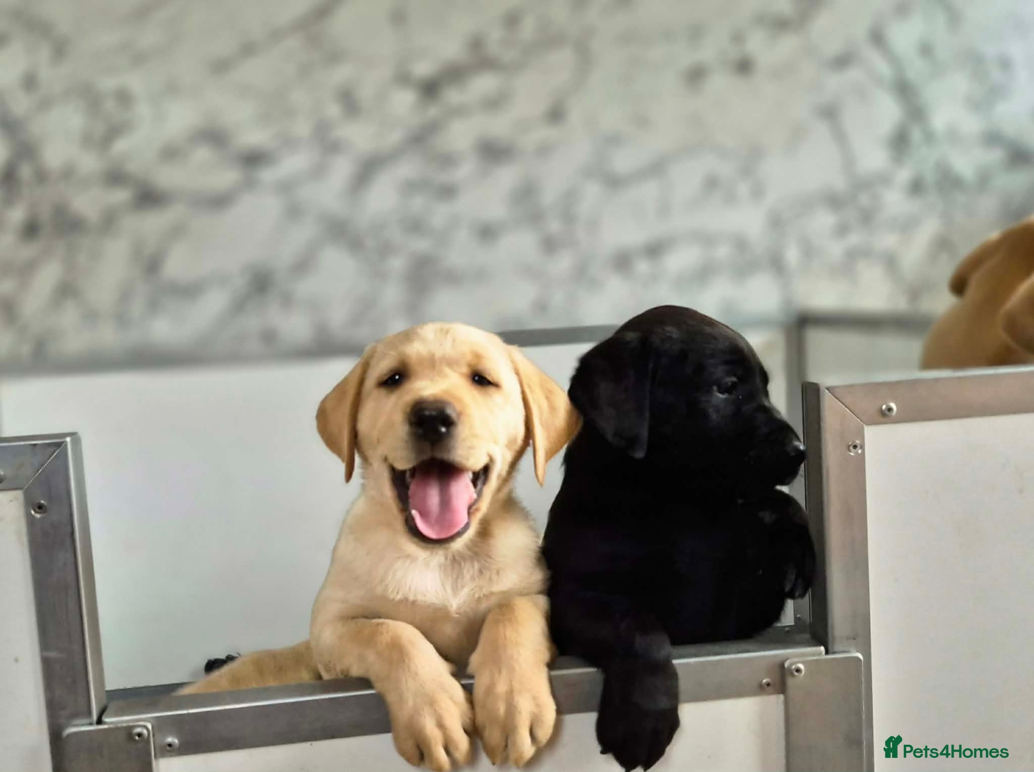 Labrador Retriever dogs KC Registered, ready now. Outgoing pups - Advert 2