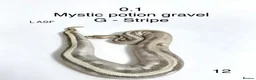 Python Snake reptiles for sale: Various royal pythons for sale - Advert 4