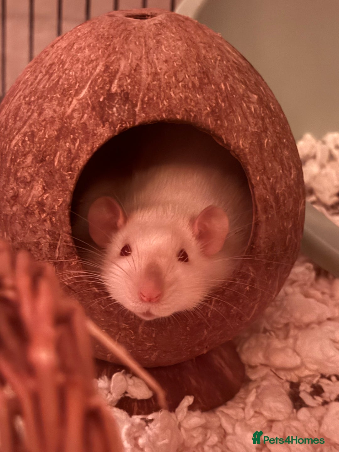 Rat rodents for sale: Male rats - Advert 3