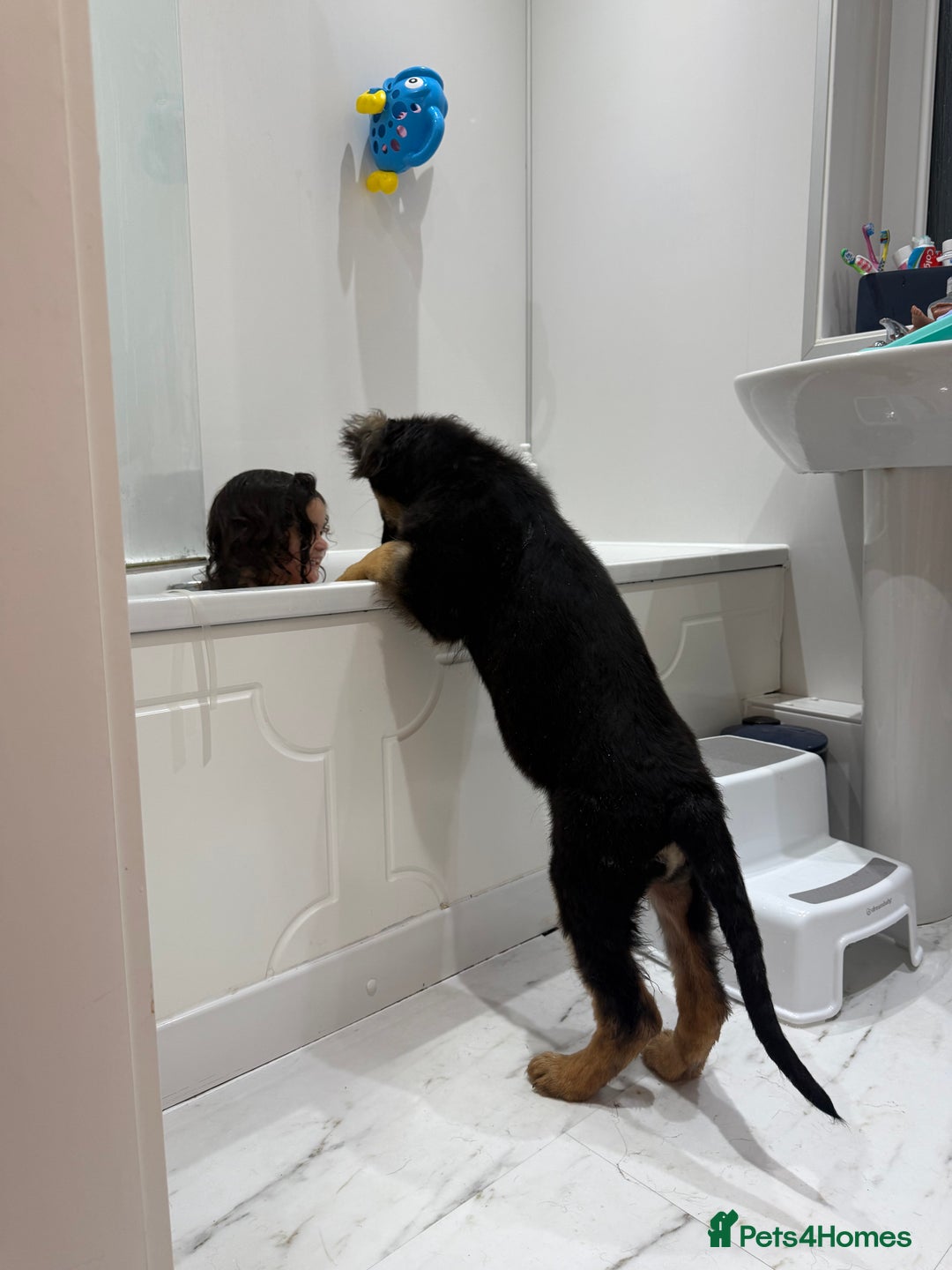 German Shepherd dogs for sale: 💔 Loving Home Wanted  – 4-Month-Old GS Puppy 💔 - Advert 13