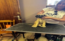 Afghan Hound dogs for sale: Afghan Hound Puppy 6 - Afghan hound puppies  - Image 1