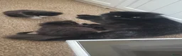 Mixed Breed cats for sale: Lovely Persian Mix kittens in Liverpool - Advert 4
