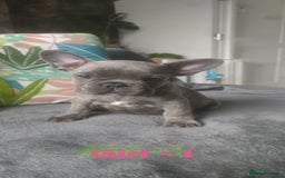French Bulldog dogs for sale: 3 Girls - 2 Boys Frencbulldog Puppies - Image 7