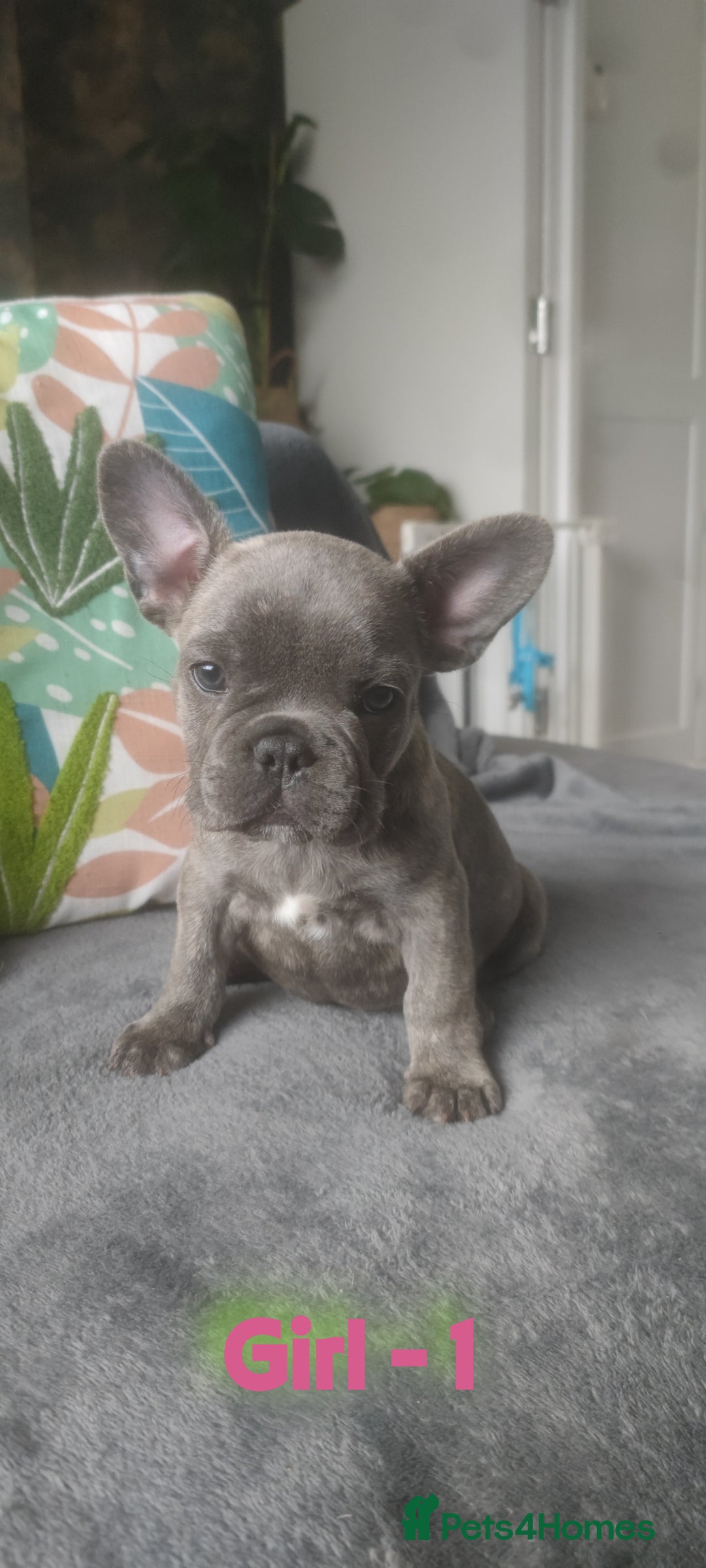 French Bulldog dogs for sale: 3 Girls - 2 Boys Frencbulldog Puppies - Image 7