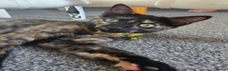 Mixed Breed cats for sale: 4-5month female kitten in Bexleyheath - Advert 4