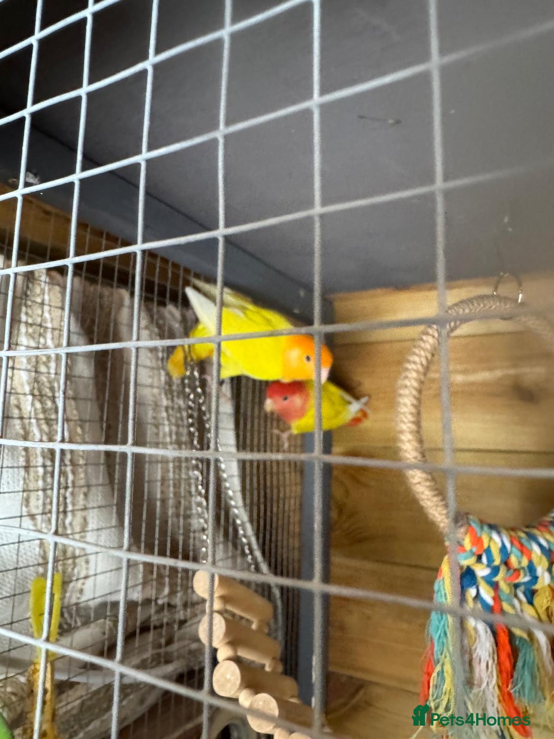 Lovebirds birds for sale: Pair lovebirds  - Advert 3