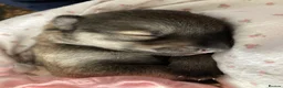 Shepsky dogs for sale: Shepsky puppies  - Advert 13