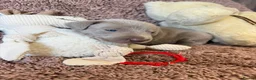 Weimaraner dogs for sale: Weimaraner Silver Grey Girl Pups - Ganult showline - Advert 11