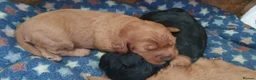 Cockapoo dogs for sale: Stunning cockapoos - Advert 15