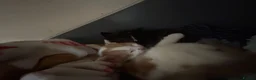 Mixed Breed cats for sale: Kittens - Advert 4