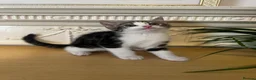 Domestic Shorthair cats for sale: Playful tabbies, ready to leave  - Advert 9