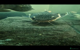 Other/Mixed Breed fish for sale: Albino arowana, redtail catfish, oscars, and more - Image 6