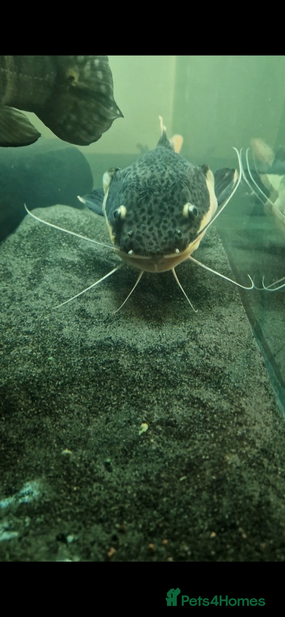 Other/Mixed Breed fish for sale: Albino arowana, redtail catfish, oscars, and more - Image 6