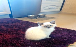 Ragdoll cats for sale: Champion dad Pedigree ragdolls GCCF  - Image 25