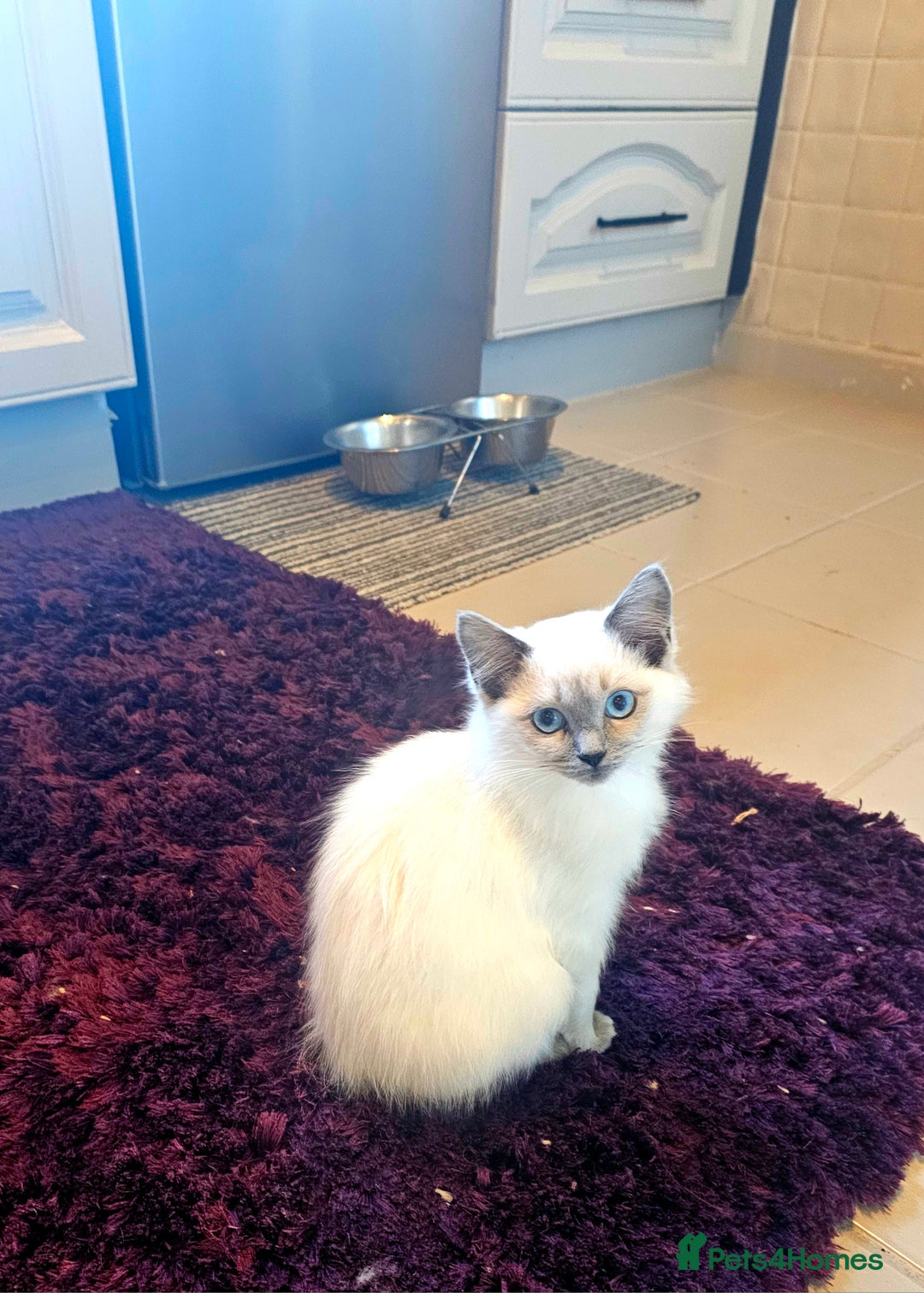 Ragdoll cats for sale: Champion dad Pedigree ragdolls GCCF  - Image 25