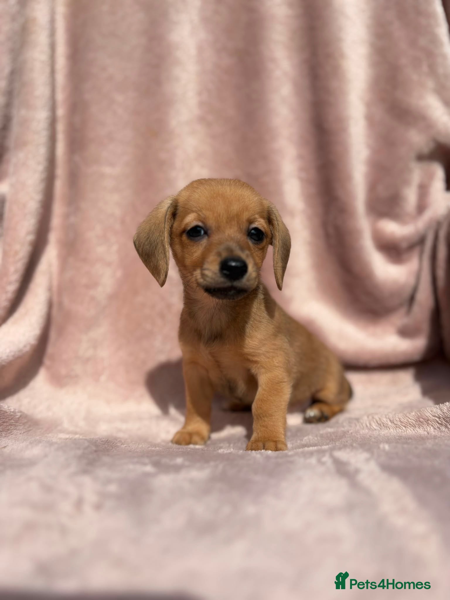 Mixed Breed dogs Long Haired Mini Dachshund x Chorkie Pups For Sale - Advert 4