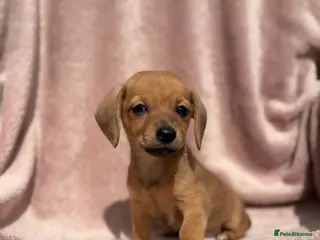 Mixed Breed dogs Long Haired Mini Dachshund x Chorkie Pups For Sale - Advert 4