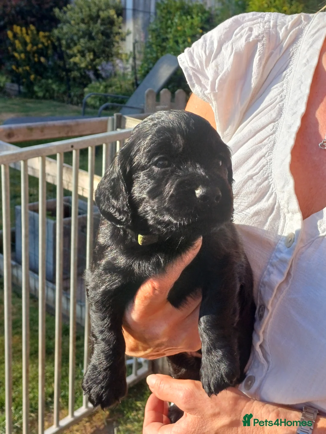 Cocker Spaniel dogs for sale: Health Tested Cocker Spaniel Pups  - Advert 2