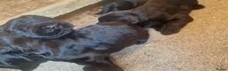 Giant Schnauzer dogs for sale: Giant schnauzer puppy's  - Advert 8