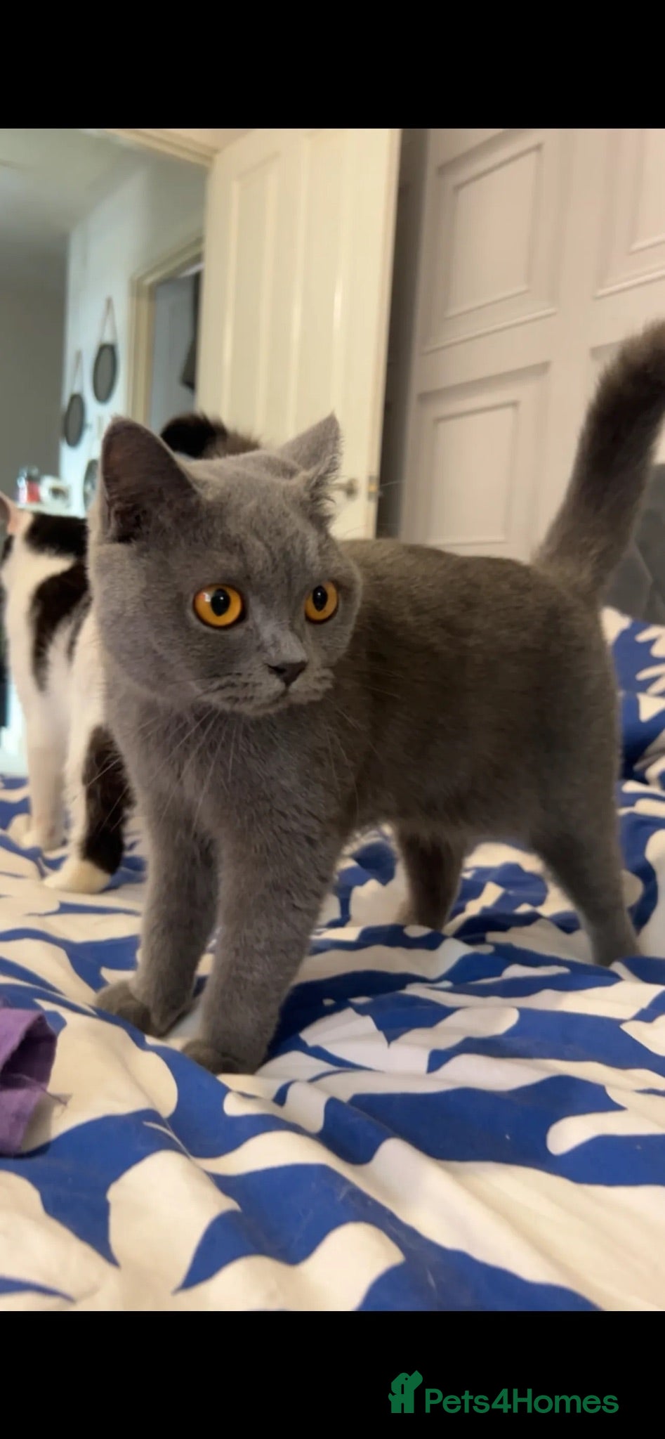 British Shorthair cats British Short hair -  - Advert 1