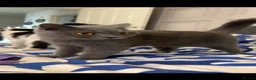 British Shorthair cats for sale: British Short hair -  - Advert 1