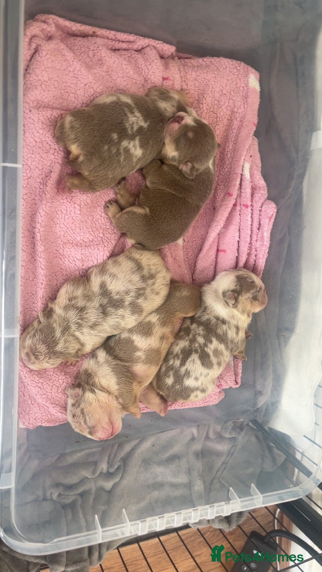 English Bulldog dogs for sale: English Bulldogs  - Image 2
