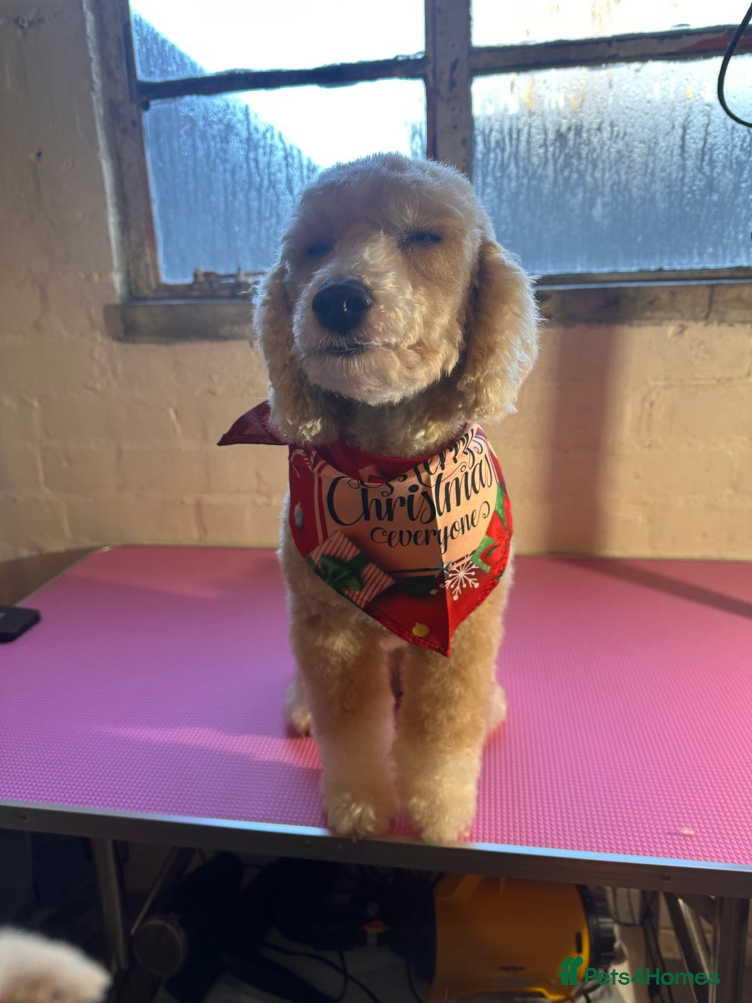 Cockapoo dogs for sale: Stunning litter of true miniature cockapoos ⭐️🐾🐾 - Advert 13