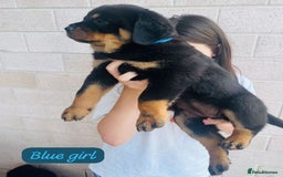 Rottweiler dogs for sale: Purebred Rottweiler Puppies - Image 5